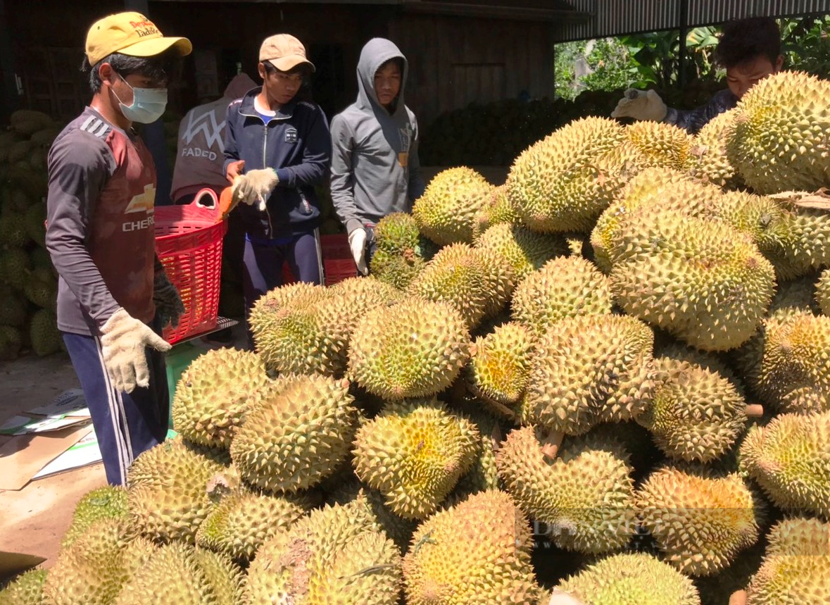 Cơ hội xuất khẩu sầu riêng Khánh Sơn chính ngạch sang Trung Quốc (11/11/2022)